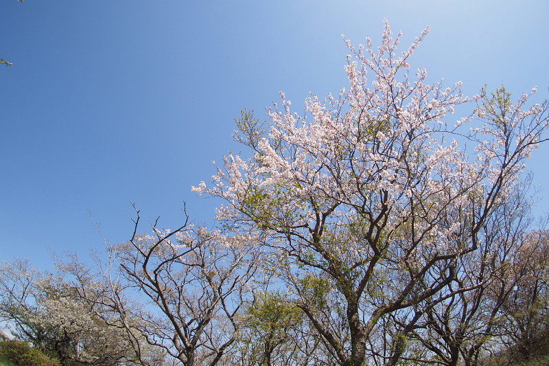 【SNAP】桜と菜の花と ＠マザー牧場　_b0008655_19192158.jpg