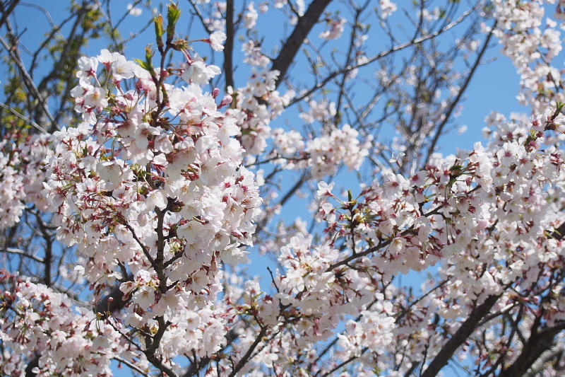 【SNAP】桜と菜の花と ＠マザー牧場　_b0008655_19195347.jpg