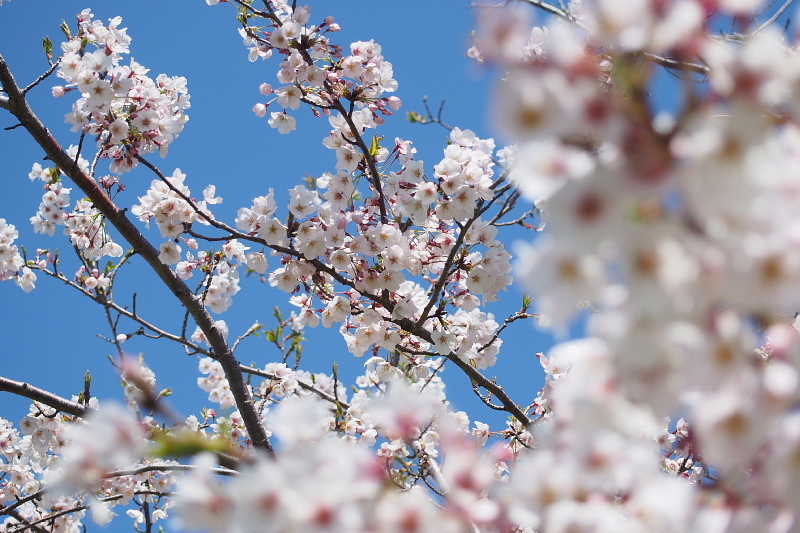【SNAP】桜と菜の花と ＠マザー牧場　_b0008655_19200816.jpg