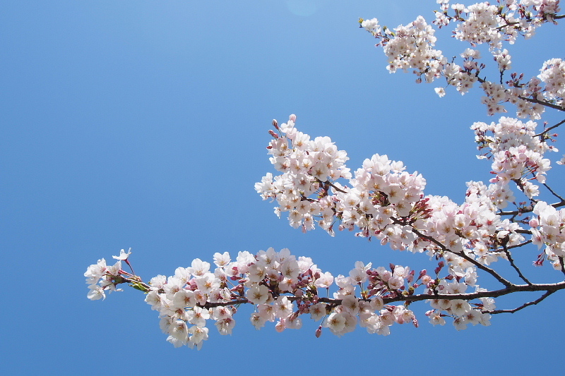 【SNAP】桜と菜の花と ＠マザー牧場　_b0008655_19202699.jpg
