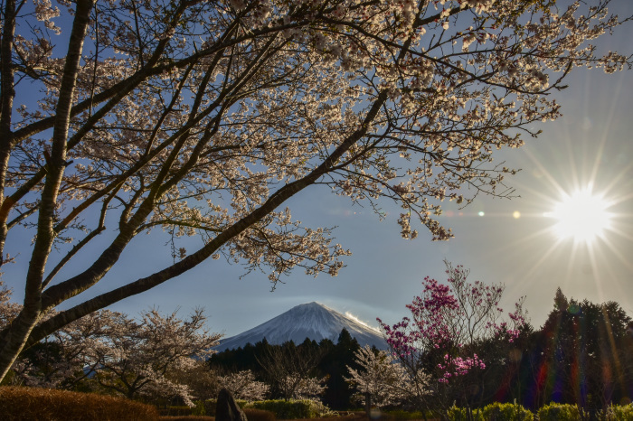 とある川沿いの桜_a0307264_18334770.jpg