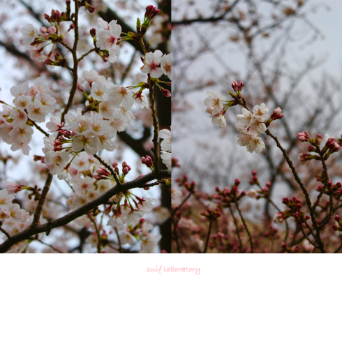 お花見 2019(もしかしてPart1)_c0156468_15462312.jpg