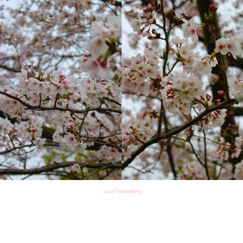 お花見 2019(もしかしてPart1)_c0156468_15464352.jpg