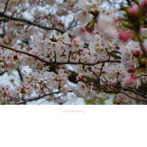 お花見 2019(もしかしてPart1)_c0156468_16101045.jpg