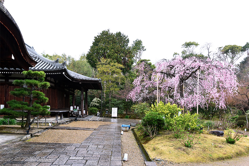 法金剛院　雨中の待賢門院桜_c0317868_15481241.jpg