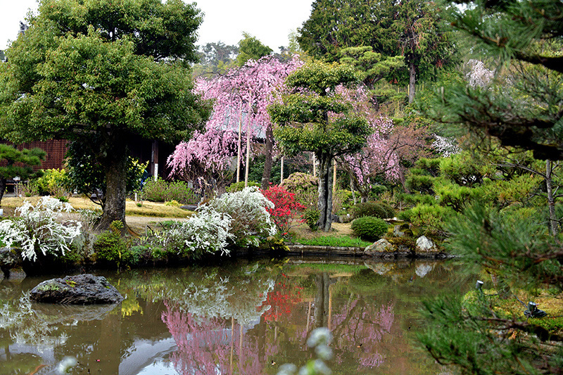 法金剛院　雨中の待賢門院桜_c0317868_15530559.jpg