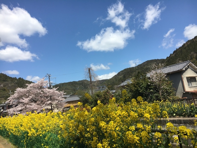 桜と菜の花 山科疎水沿い_f0363168_06252347.jpeg