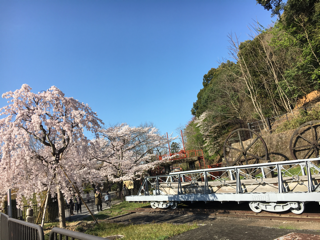 桜と菜の花 山科疎水沿い_f0363168_06530959.png