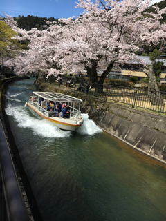 桜と菜の花 山科疎水沿い_f0363168_08260130.png