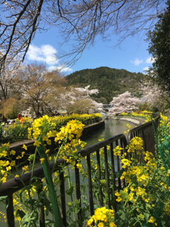 桜と菜の花 山科疎水沿い_f0363168_08270190.png