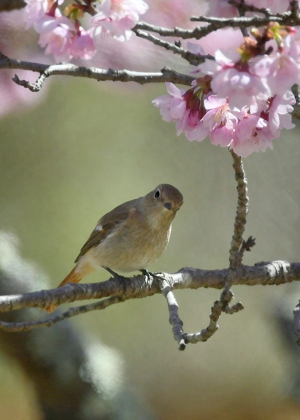 桜にジョウビタキ 桜に雪_f0053272_22440469.jpg