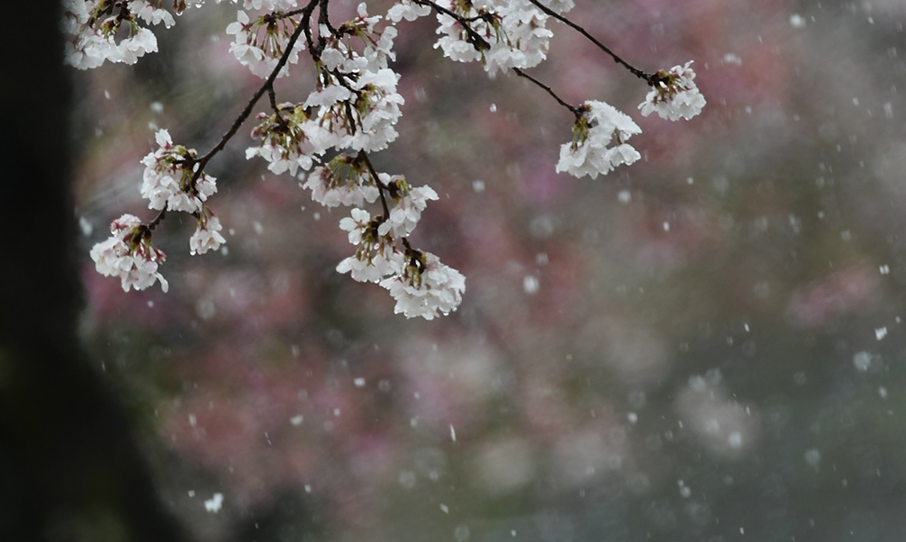桜にジョウビタキ 桜に雪_f0053272_23133234.jpg