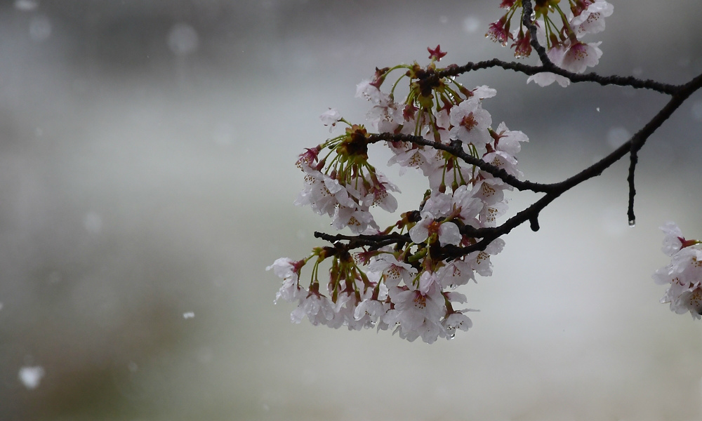 桜にジョウビタキ　　桜に雪_f0053272_23134038.jpg