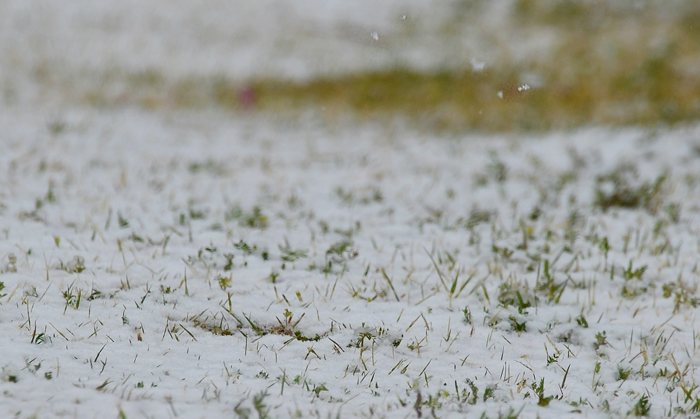 桜にジョウビタキ 桜に雪_f0053272_23134828.jpg