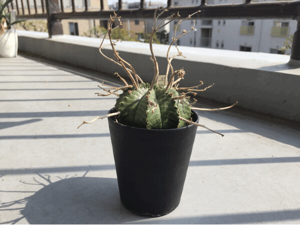ユーフォルビア　バリダ　実生　パンパンです ユーフォルビア スーパーバリダ 実生 Euphorbia super valida