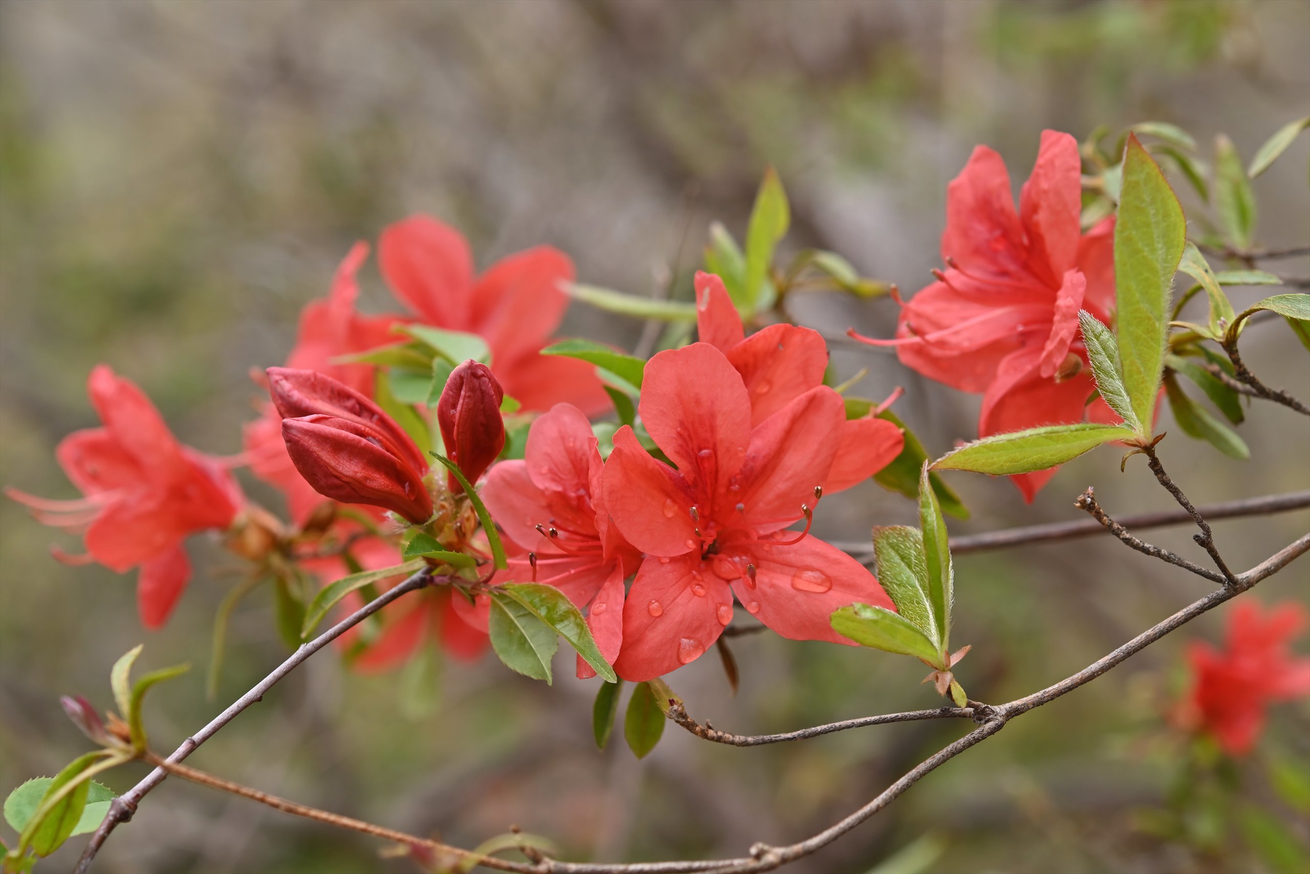 青梅周辺の花_d0328977_21301862.jpg