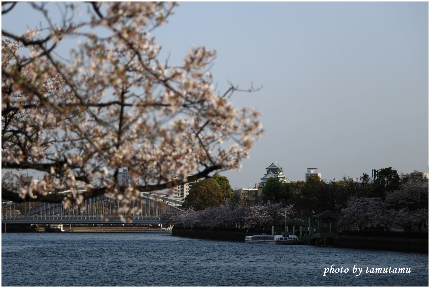 大川の桜　Ⅰ_e0351179_10403077.jpg