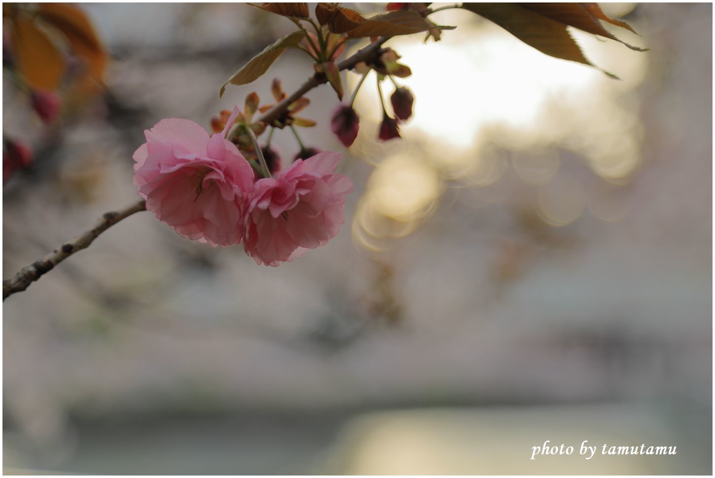 大川の桜　Ⅰ_e0351179_10411402.jpg