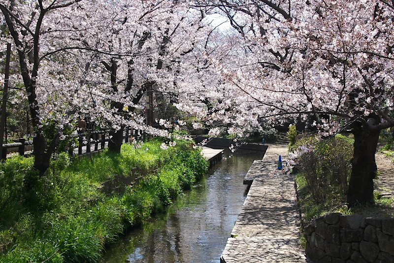 9.二ヶ領用水宿河原堤（川崎市）の桜並木_e0405185_17103782.jpg