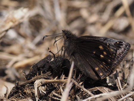 b0053192_12005030.gif