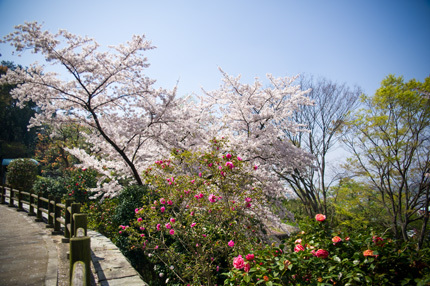 桜と椿（松山総合公園）_d0365597_20172240.jpg