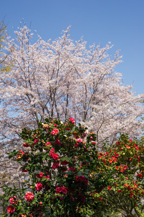 桜と椿（松山総合公園）_d0365597_20172342.jpg