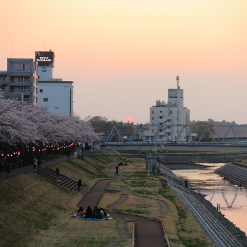 桜をめでる散策、桜川、千波湖公園の湖岸から偕楽園へ・8_c0075701_17350316.jpg