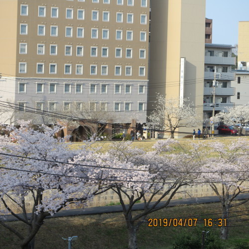 桜をめでる散策、桜川、千波湖公園の湖岸から偕楽園へ・8_c0075701_17352757.jpg
