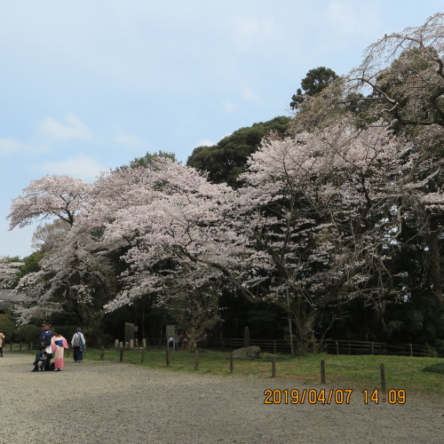 桜をめでる散策、桜川、千波湖公園の湖岸から偕楽園へ・8_c0075701_17363987.jpg