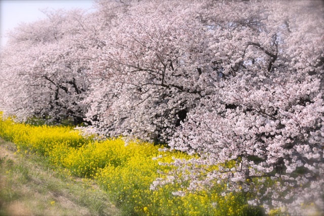 花見に行きました♪_b0331802_23441067.jpg