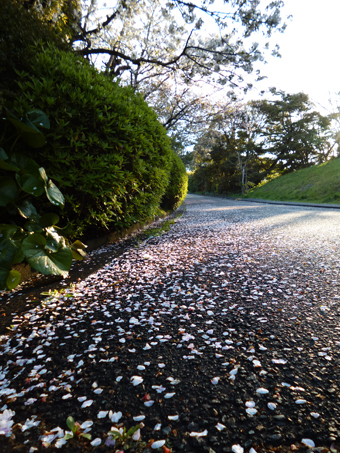 桜の花もちりました。_c0195909_09504968.jpg