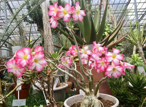 d0179410_20164568.jpeg