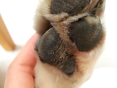 りくの肉球くんが チョビりくに癒される毎日 りくの肉球くんが チョビりくに癒される毎日