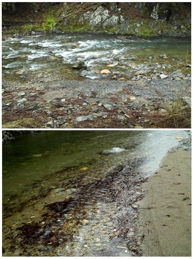 冷たい雨・気温5℃・・・川端通りの散り桜　　朽木小川・気象台より_c0044819_8282411.jpg