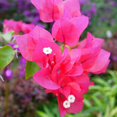 『沖縄の花々』_d0361125_23394090.jpg