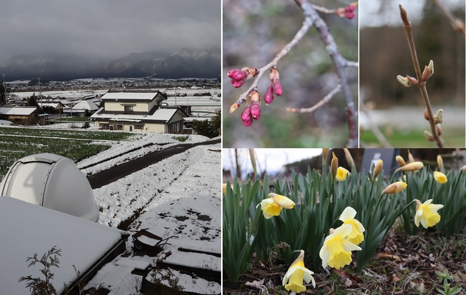 四月の積雪と花たち_a0212730_20545658.jpg