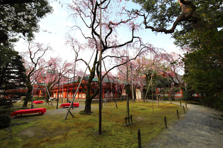 桜の京都2019 －平安神宮 桜の神苑早朝特別参拝（前編）－_b0169330_21544261.jpg