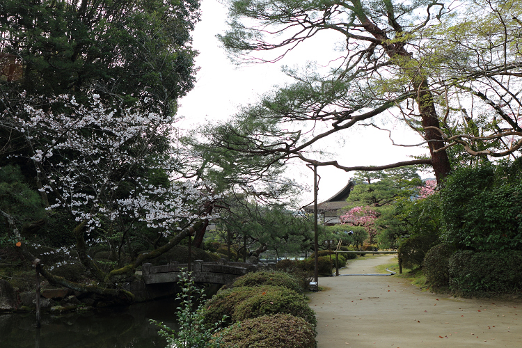 桜の京都2019 －平安神宮 桜の神苑早朝特別参拝（前編）－_b0169330_2155210.jpg