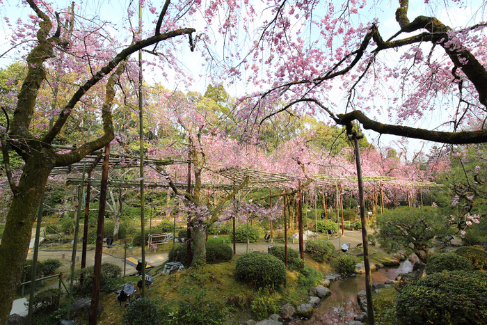 桜の京都2019 －平安神宮 桜の神苑早朝特別参拝（前編）－_b0169330_21552168.jpg