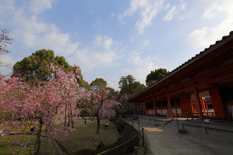 桜の京都2019 －平安神宮 桜の神苑早朝特別参拝（前編）－_b0169330_22124753.jpg