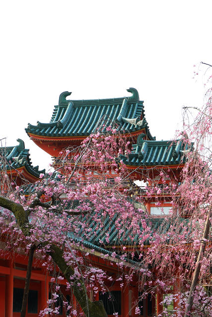 桜の京都2019 －平安神宮 桜の神苑早朝特別参拝（前編）－_b0169330_22152161.jpg