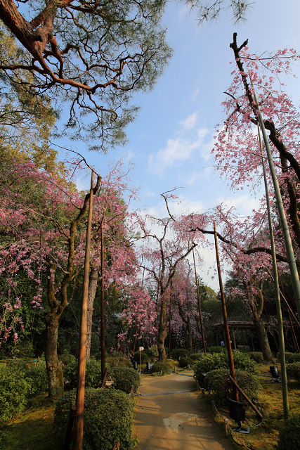 桜の京都2019 －平安神宮 桜の神苑早朝特別参拝（前編）－_b0169330_22155992.jpg