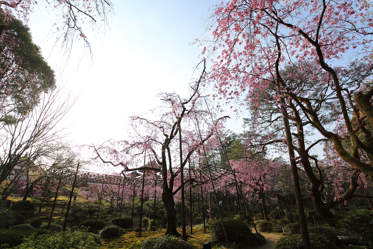 桜の京都2019 －平安神宮 桜の神苑早朝特別参拝（前編）－_b0169330_2216422.jpg