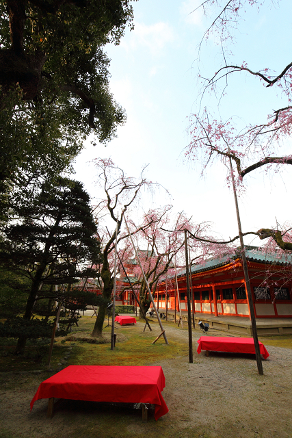 桜の京都2019 －平安神宮 桜の神苑早朝特別参拝（前編）－_b0169330_716166.jpg