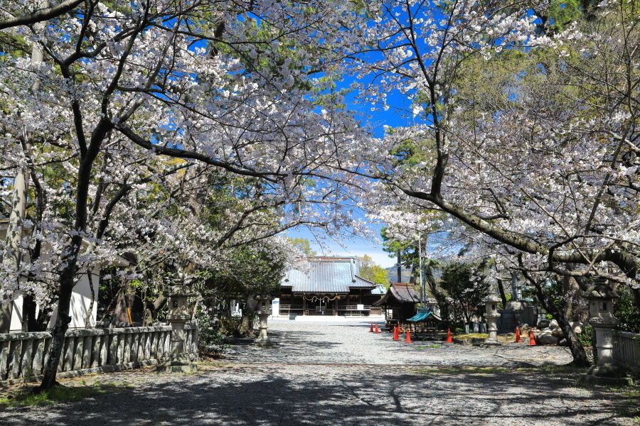 焼津神社の桜_d0377637_10492460.jpg