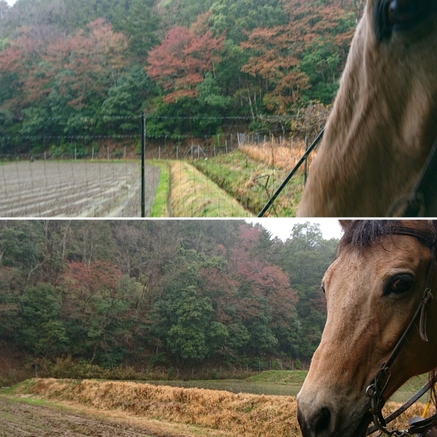 トレッキングルートは春の紅葉_e0145441_00012643.jpg