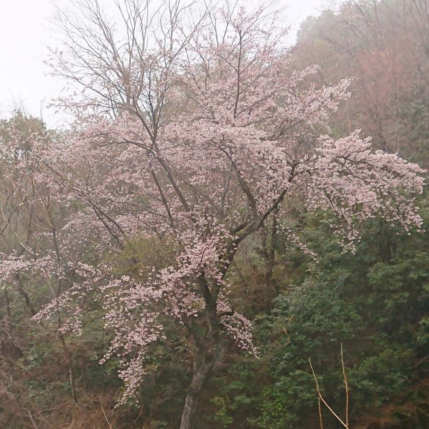トレッキングルートは春の紅葉_e0145441_00040416.jpg