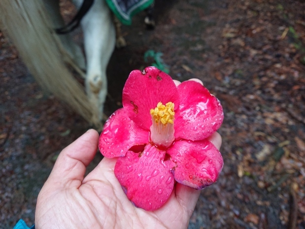 トレッキングルートは春の紅葉_e0145441_00044730.jpg