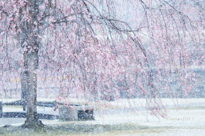 矢板　雪降る公園でブロガーさんとの撮影会 in 長峰公園_e0227942_21475240.jpg