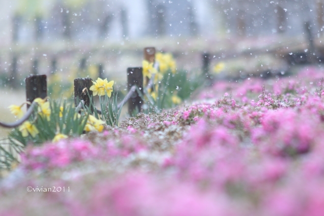 矢板 雪降る公園でブロガーさんとの撮影会 in 長峰公園_e0227942_21522498.jpg